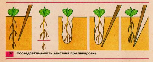 пикировка томатов